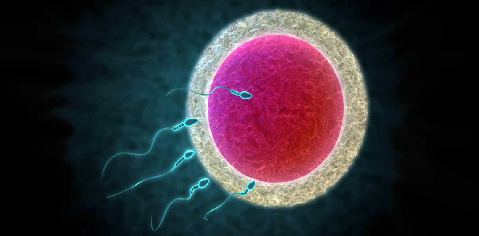 Kann man ohne Spermien schwanger werden?