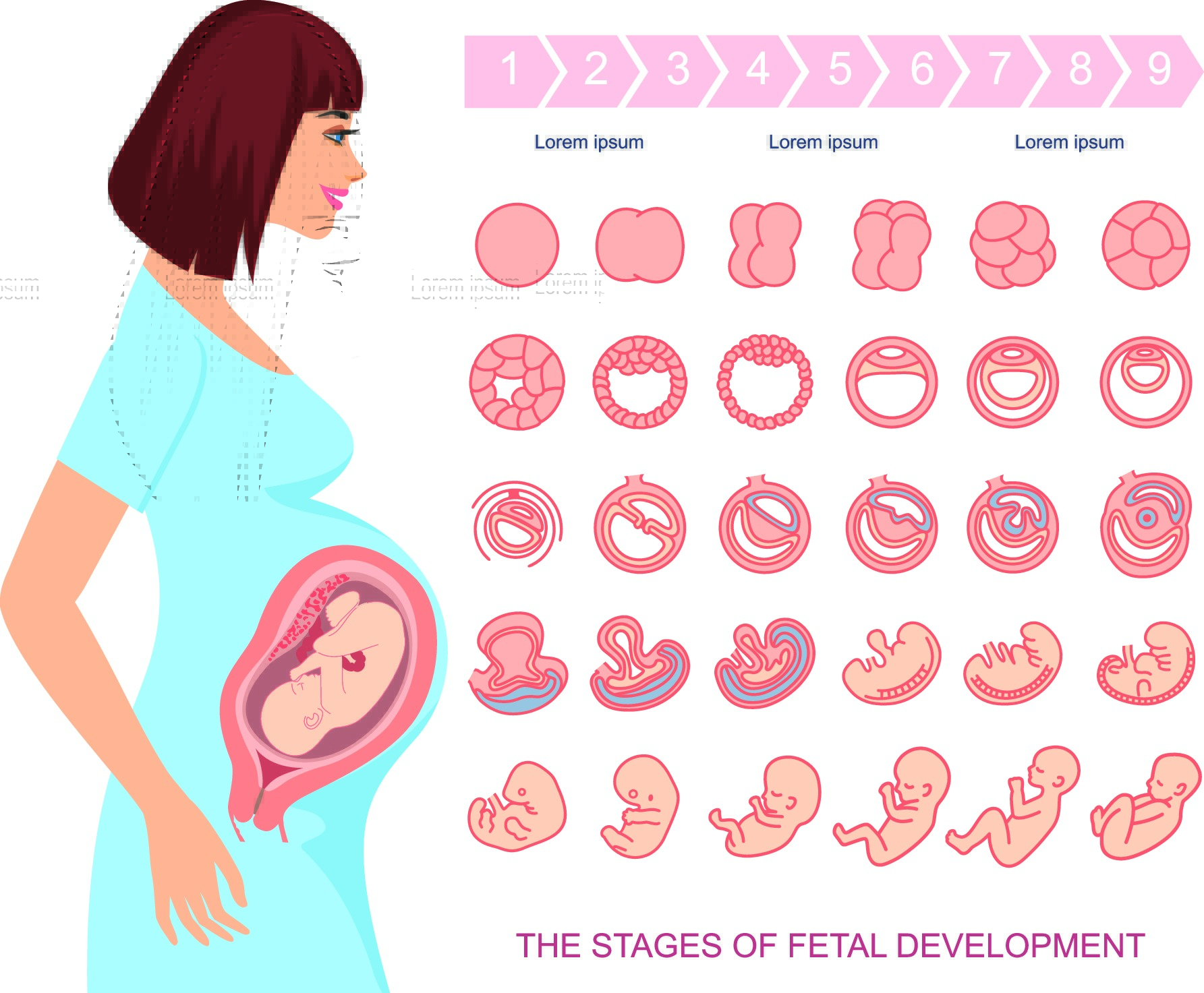 Bild 5. Schwangerschaftswoche