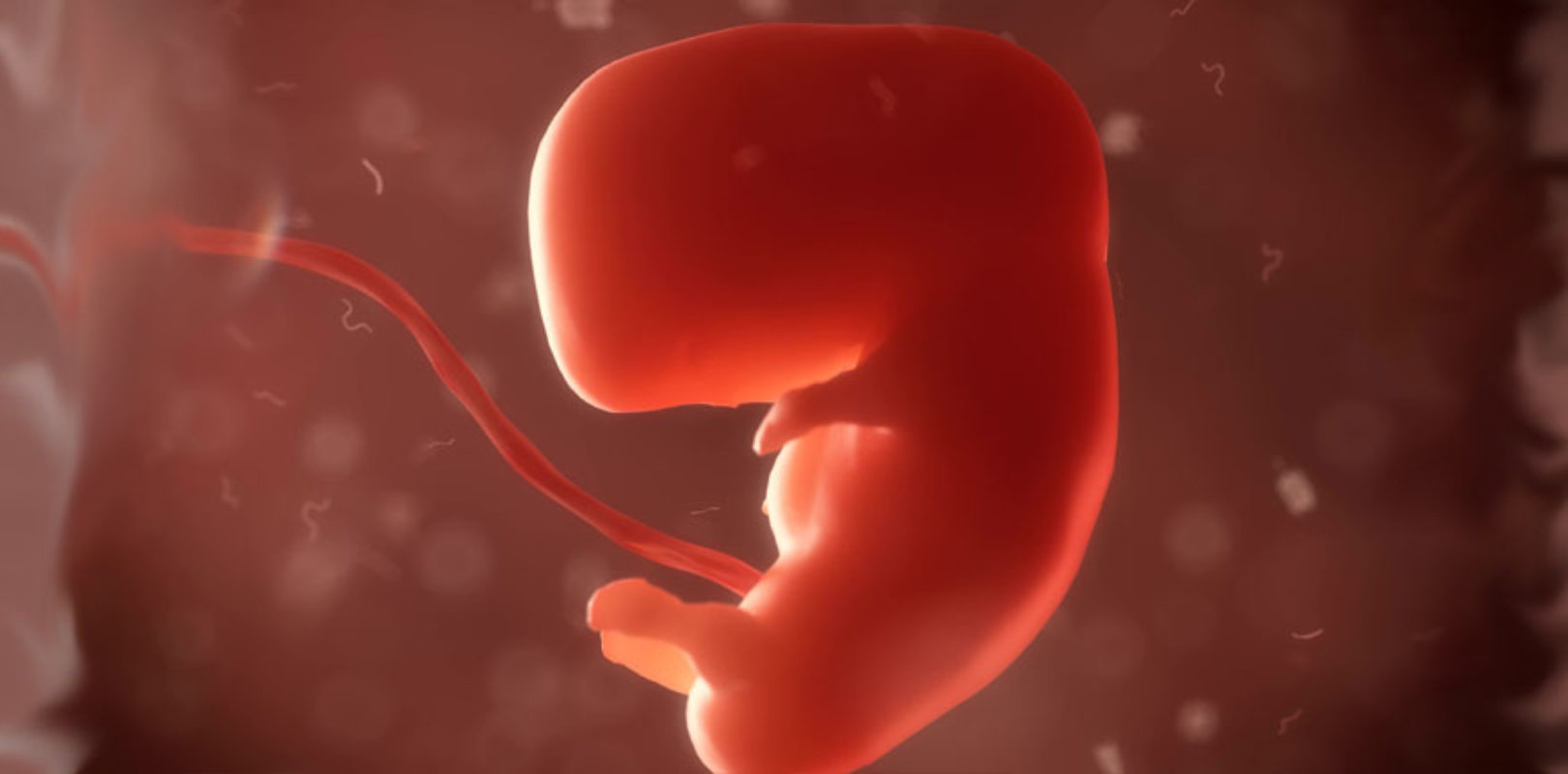Embryo 9. Woche Fehlgeburt 9. SSW 9. Schwangerschaftswoche So
