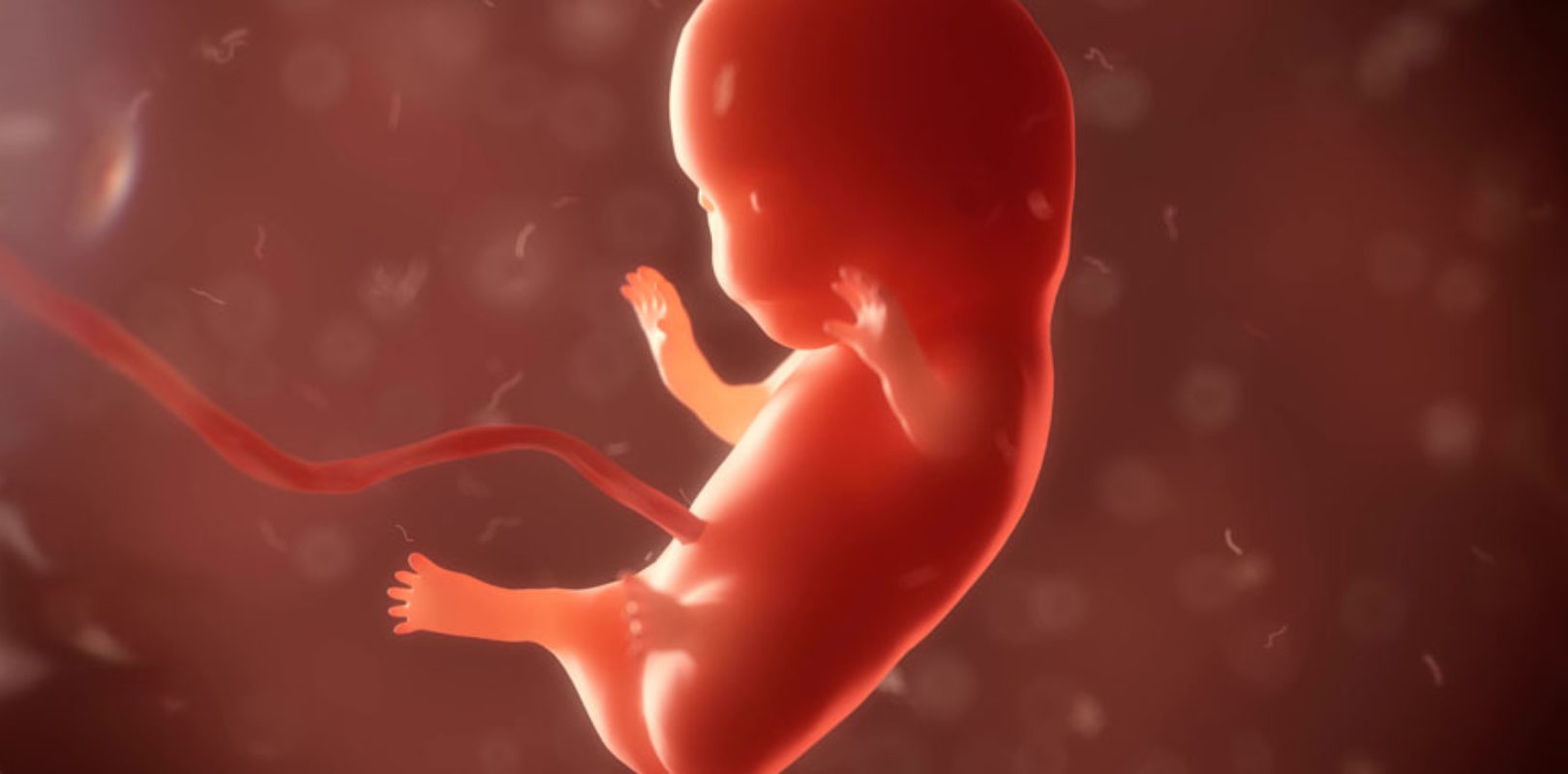Embryo 9. Woche Fehlgeburt 9. SSW 9. Schwangerschaftswoche So