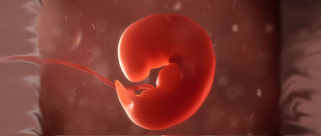 6. SSW 6. Schwangerschaftswoche So geht es Mutter &amp; Kind › papa.de