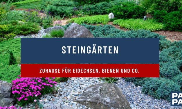 Steingarten – Zuhause für Eidechsen, Bienen und Co.