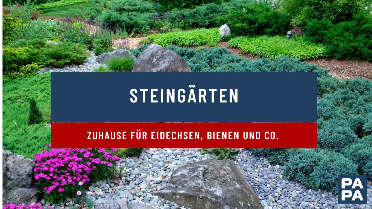 Steingarten – Zuhause für Eidechsen, Bienen und Co.